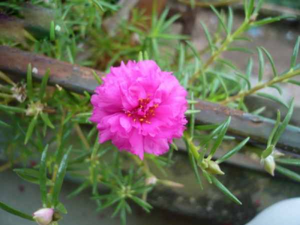 Mơ thấy hoa mười giờ mang thông điệp tài chính nào?