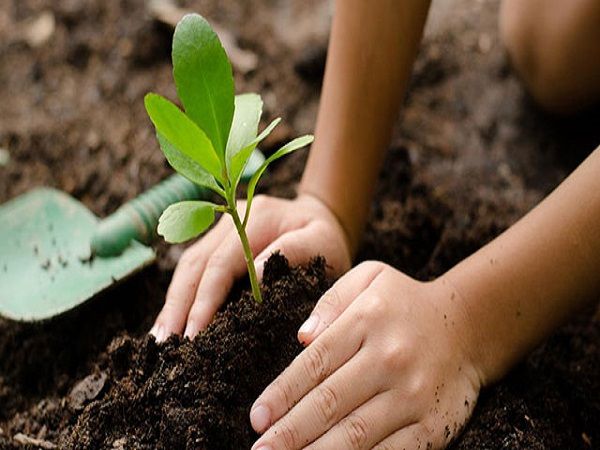 Nằm mơ thấy trồng cây có tín hiệu gì trong cuộc sống?