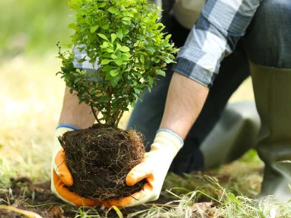 Nằm mơ thấy trồng cây có tín hiệu gì trong cuộc sống?