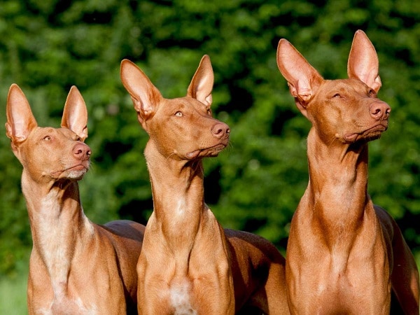 Luận giải ý nghĩa giấc mơ thấy 3 con chó may hay rủi?