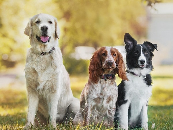 Giấc mộng thấy 3 con chó bị thương hoặc chết