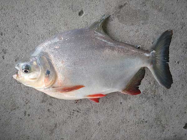 Giải mã ý nghĩa giấc mơ thấy cá chim báo hiệu điềm gì?