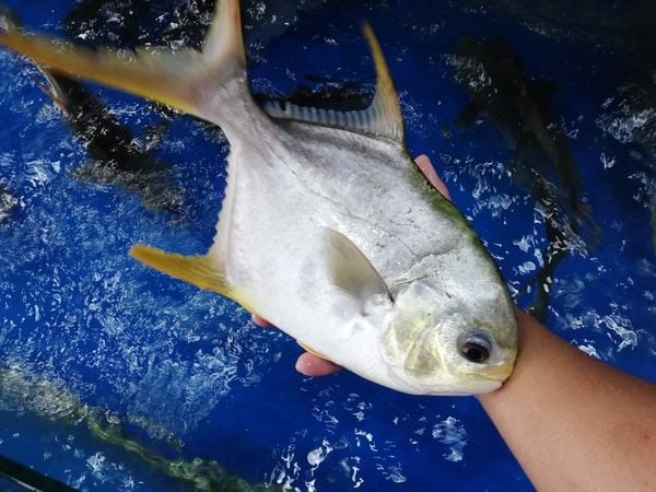 Giải mã giấc mơ thấy cá chim nhảy lên bờ