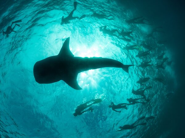 Giải mã giấc mơ thấy cá lớn báo điềm gì?