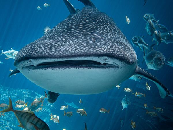 Giấc mộng thấy mình nuôi cá lớn