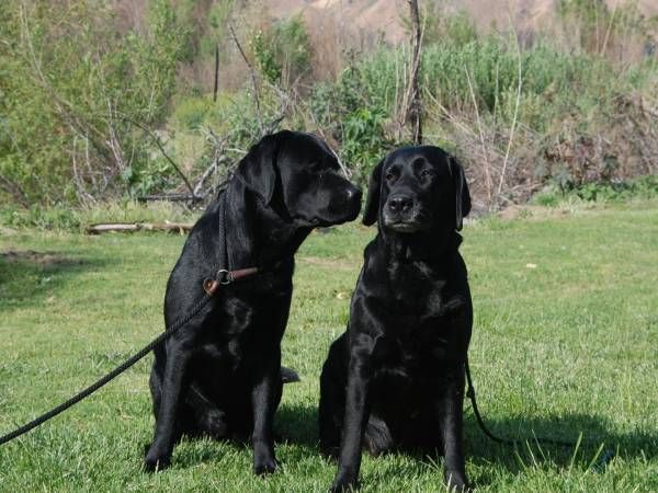 Chiêm bao thấy hai con chó mực hoặc cả đàn chó mực