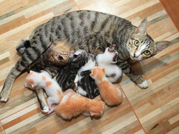 Ngủ mơ thấy mình đang đỡ đẻ cho mèo