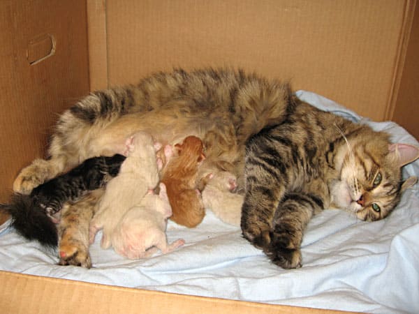 Tìm hiểu ý nghĩa mơ thấy mèo đẻ con báo lành hay dữ?