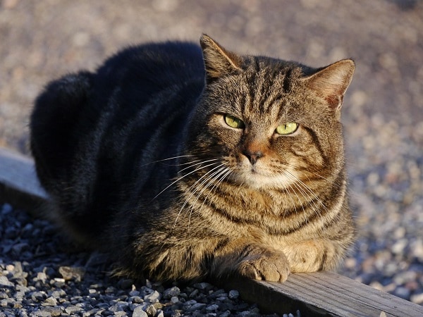 Khám phá ý nghĩa giấc mơ thấy mèo mướp báo điềm gì?