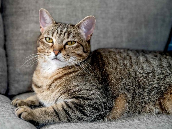 Mộng thấy mèo mướp ngủ say