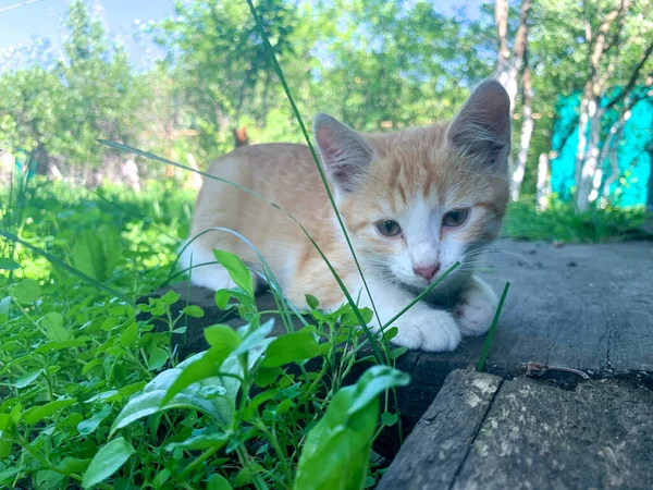 Chiêm bao thấy mèo vào nhà và đẻ con