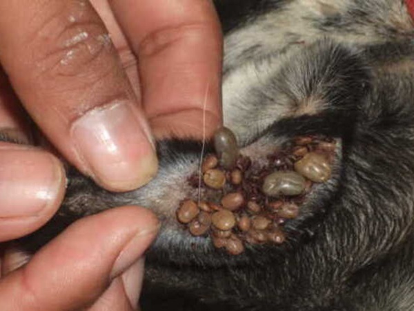 Chiêm bao thấy ve chó ẩn ý điều gì tốt hay xấu?