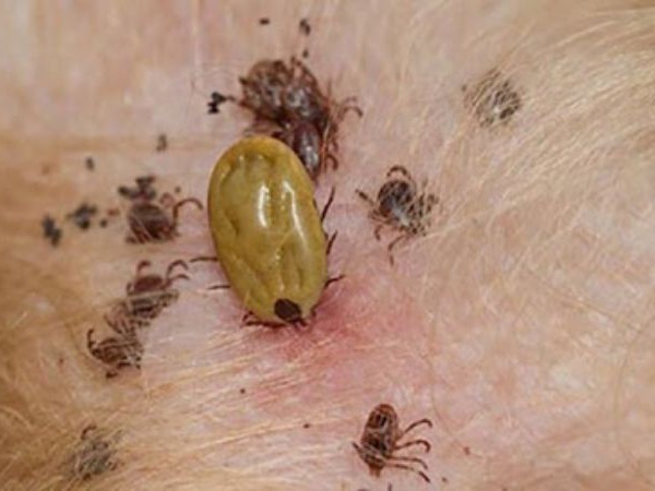 Chiêm bao thấy ve chó ẩn ý điều gì tốt hay xấu?