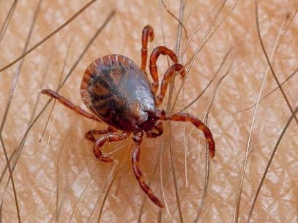 Chiêm bao thấy ve chó ẩn ý điều gì tốt hay xấu?