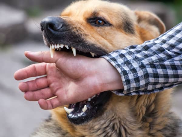 Mơ thấy chó cắn tay thường mang lại thông điệp gì?