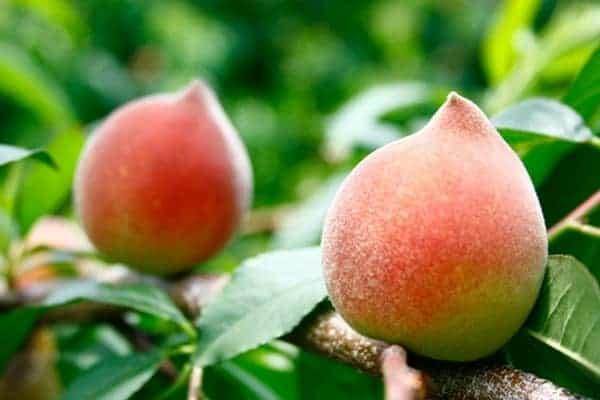 Giấc mơ thấy quả đào có liên quan đến vận may không?