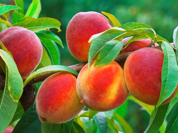 Nằm mê thấy ăn quả đào ngọt lịm