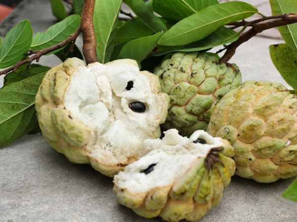 Chiêm bao thấy hái quả na chín