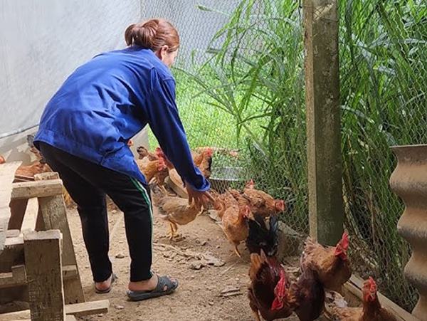 Giải mã điềm hên xui khi nằm mơ thấy bắt gà