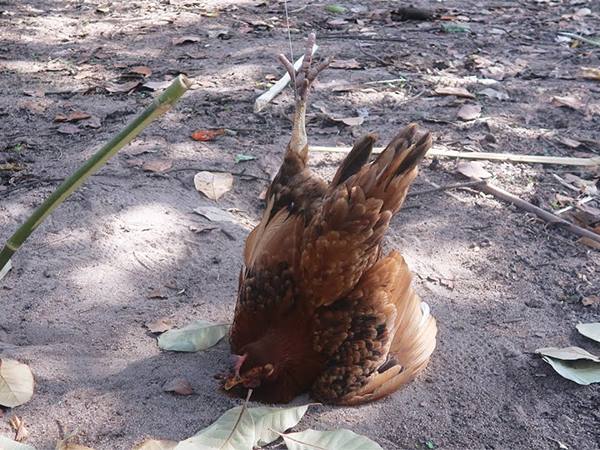 Giải mã điềm hên xui khi nằm mơ thấy bắt gà