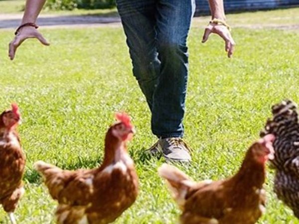 Giải mã điềm hên xui khi nằm mơ thấy bắt gà