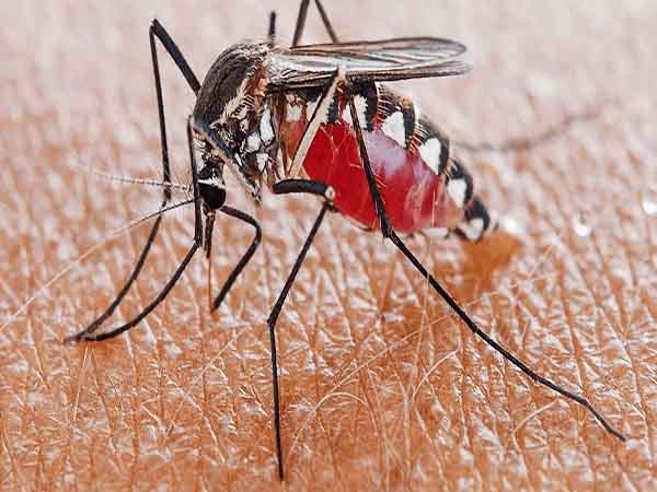 Mộng mơ thấy rất nhiều muỗi trong nhà