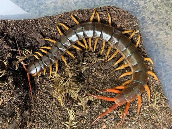 Rùng mình với cảnh báo khi nằm mơ thấy đàn rết