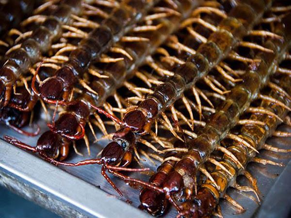 Rùng mình với cảnh báo khi nằm mơ thấy đàn rết