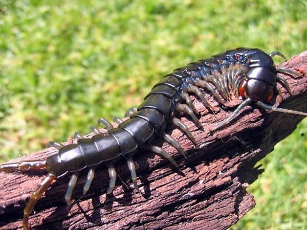 Rùng mình với cảnh báo khi nằm mơ thấy đàn rết