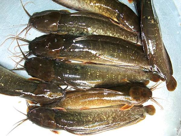 Mơ thấy cá trê chết là điềm gì?