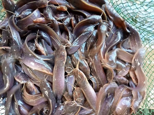 Mộng mị thấy bắt được cá trê