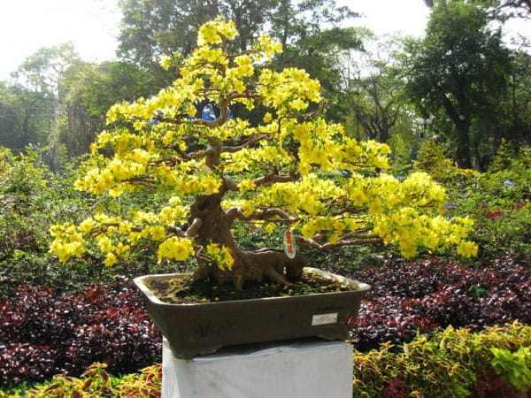 Chiêm bao thấy hái hoa mai