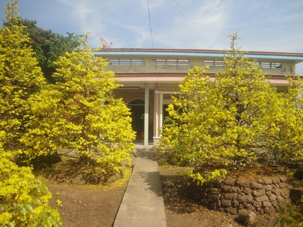 Giải mã giấc mơ thấy cây mai báo điềm gì?