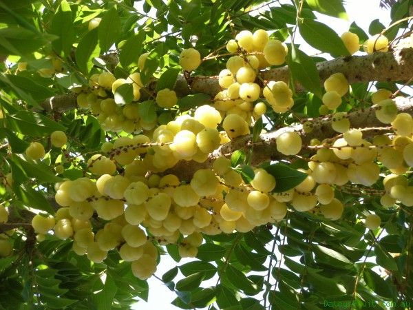 Mơ thấy nhiều cây sai quả trong vườn