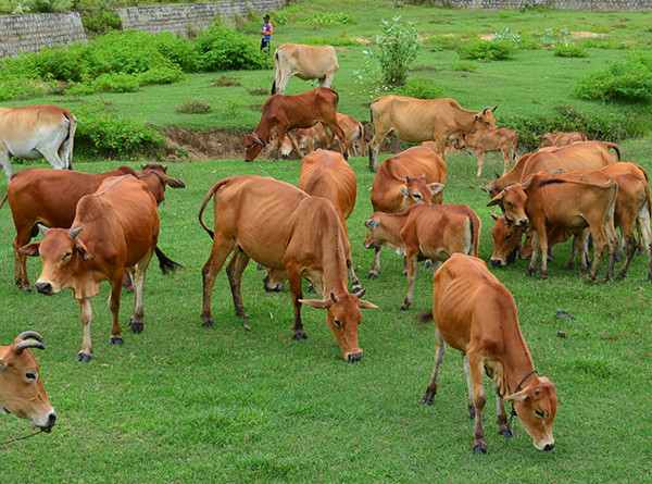 Mơ thấy đàn bò bị thương hoặc gầy yếu