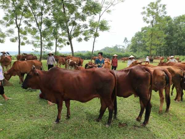 Nằm mộng thấy đàn bò đang ăn cỏ xanh mướt