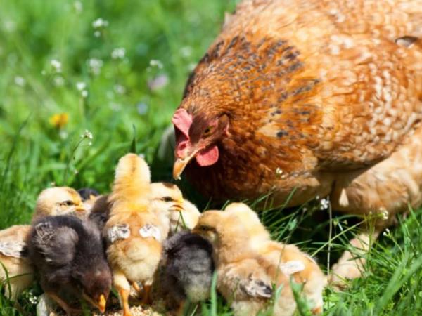 Mơ thấy đàn gà con chạy tán loạn