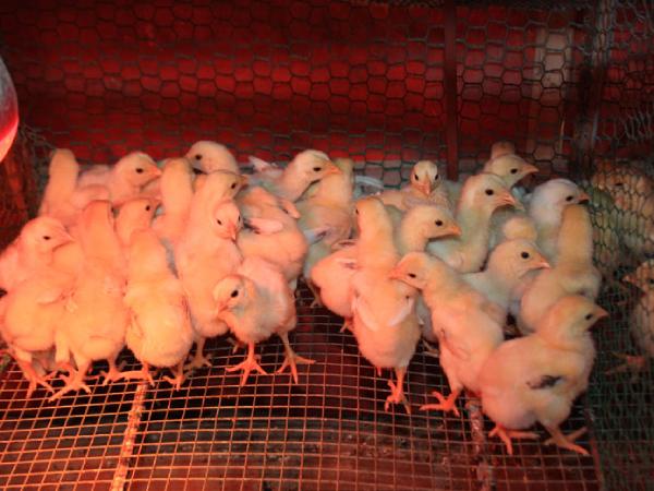 Chiêm bao thấy đàn gà con mới nở