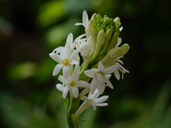 Mơ thấy người lạ tặng hoa huệ trắng