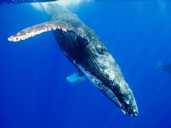 Mơ thấy cá voi có phải vận may đang tiến gần tới bạn?