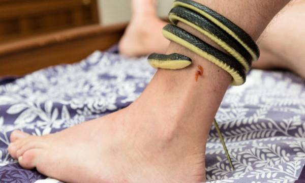 Nằm mơ thấy rắn cắn vào chân là điềm gì? Phúc hay họa?