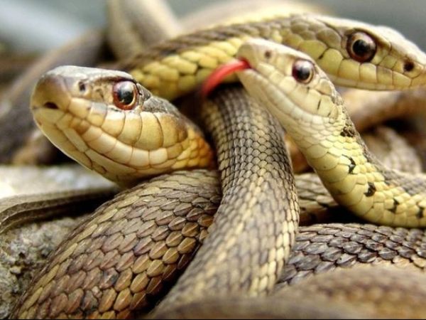 Mơ thấy 3 con rắn màu vàng