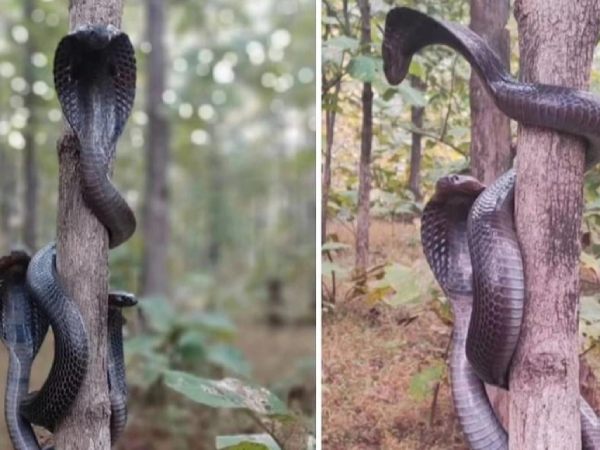 Mơ thấy 3 con rắn khác nhau