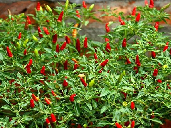 Nằm mộng thấy cây ớt đang ra quả đỏ tươi