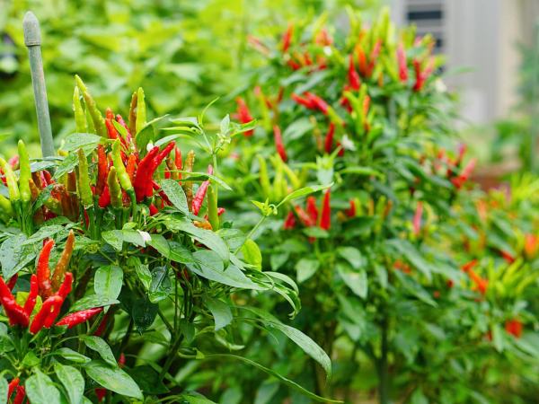 Mơ thấy cây ớt xanh mướt, phát triển tốt