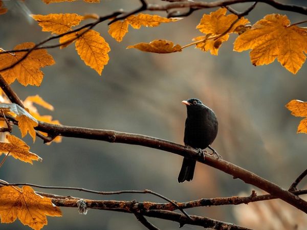 Nằm mơ thấy chim màu đen dự báo thành công hay thất bại?
