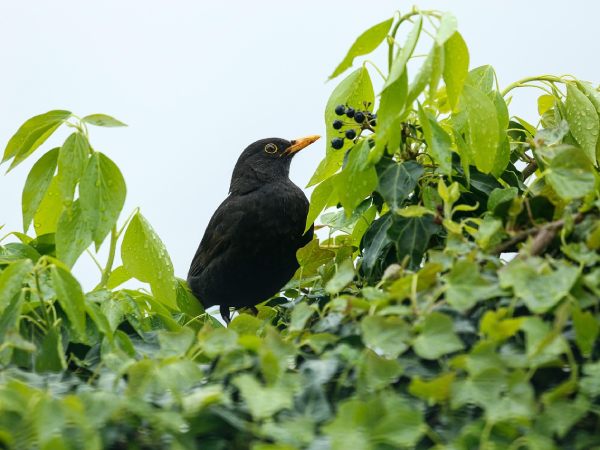 Giải mã giấc mơ thấy chim màu đen theo góc nhìn tâm lý học