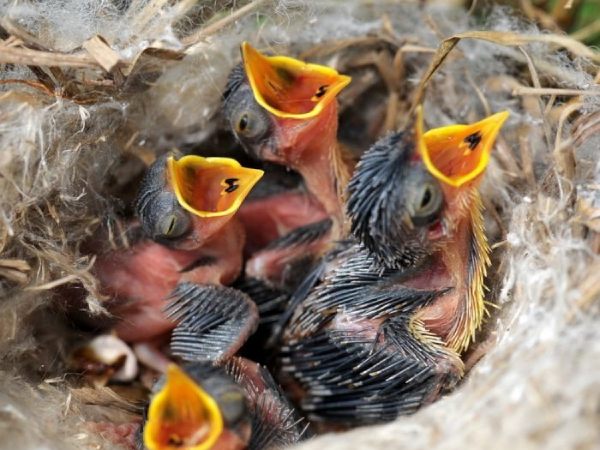 Nằm ngủ mơ thấy chim non là điềm phúc hành hay tai họa?