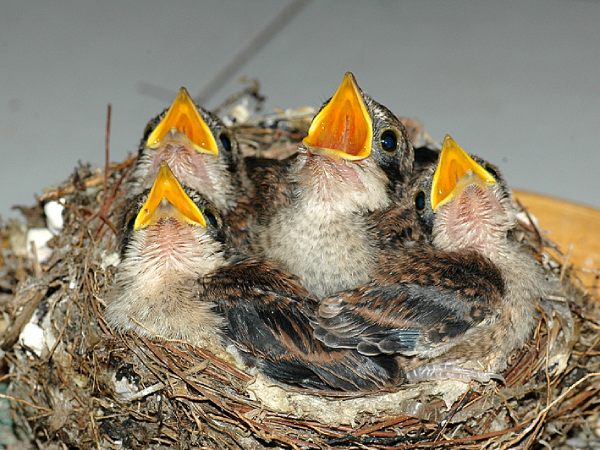 Luận giải giấc mơ thấy chim non theo góc nhìn tâm lý học