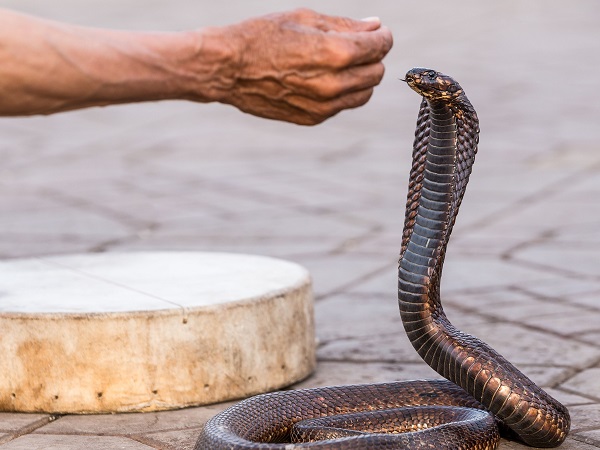 Nằm mơ thấy rắn hổ mang cắn vào tay, chân là điềm gì?